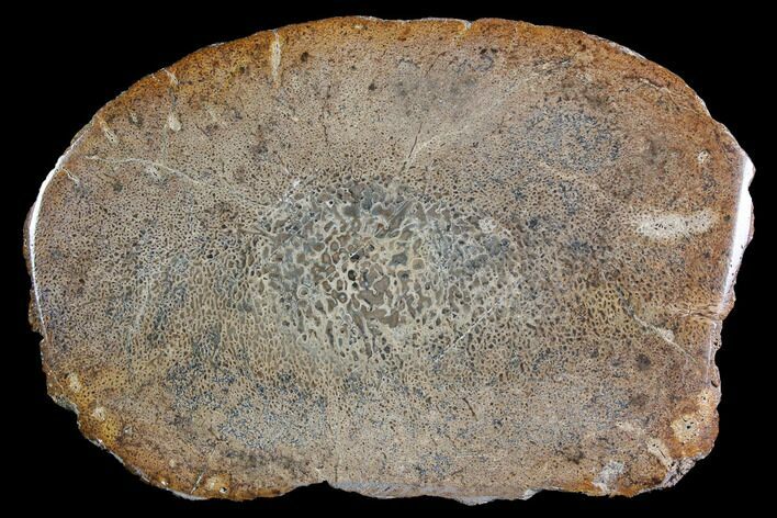 Polished Pliosaur (Liopleurodon) Bone - England #92565